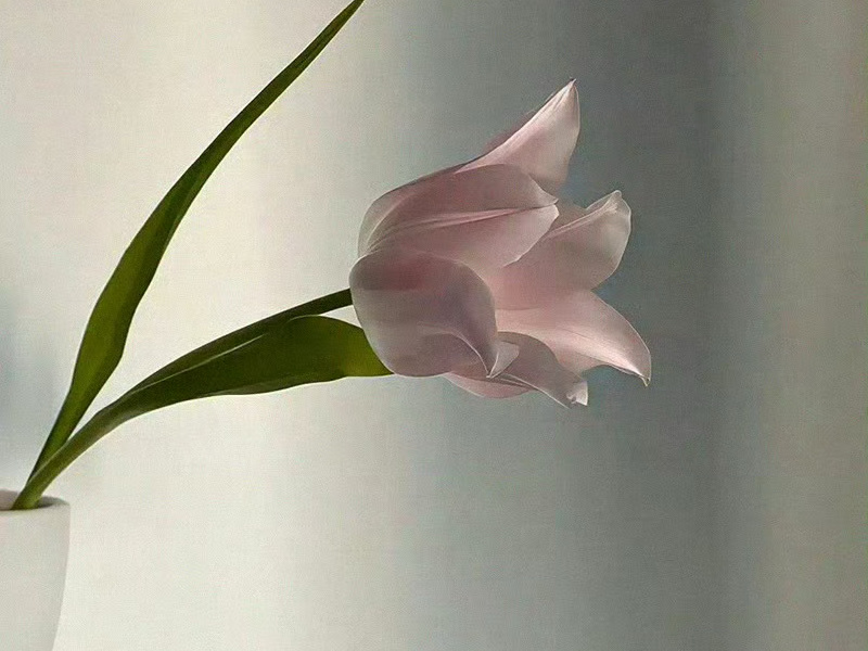 今朝树仍是那年树 此朝春好似那年春. ​​​