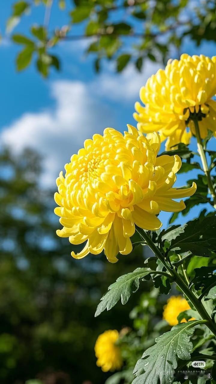 湖畔紫菊缀满剔透水珠，柔紫花瓣层层舒展，身后湖水波光粼粼，碎光漫过花叶，温柔又沉