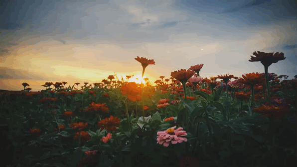 执着于理想，纯粹于当下。｜北岛 ​​​