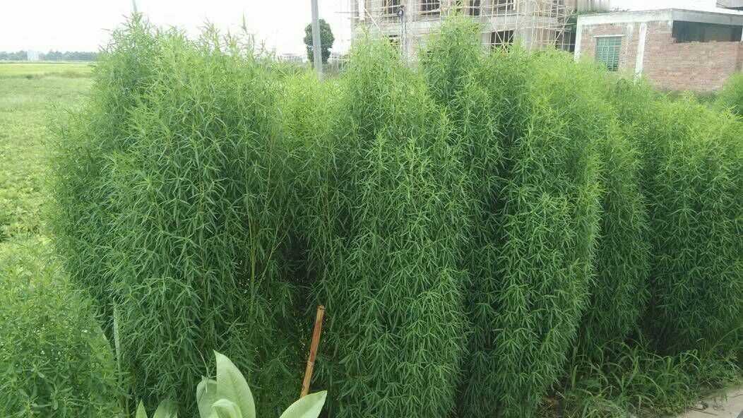 很多人都吃过荠菜，可有一种野菜，我敢说百分之九十九的人没有吃过。
这种野菜在我们