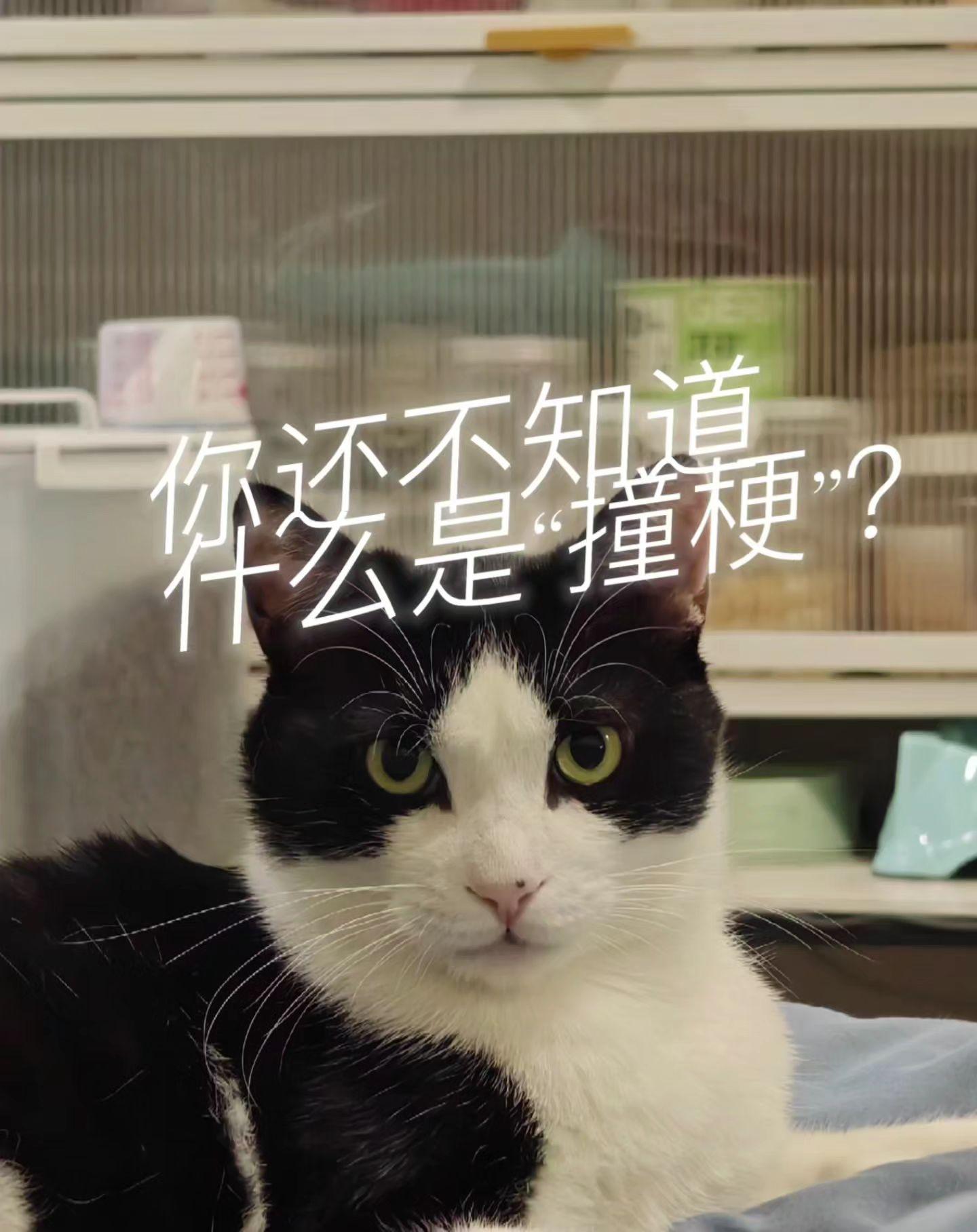 你还不知道什么是“撞梗”?你还不知道什么是“撞梗”? 撞梗是指在不同的...