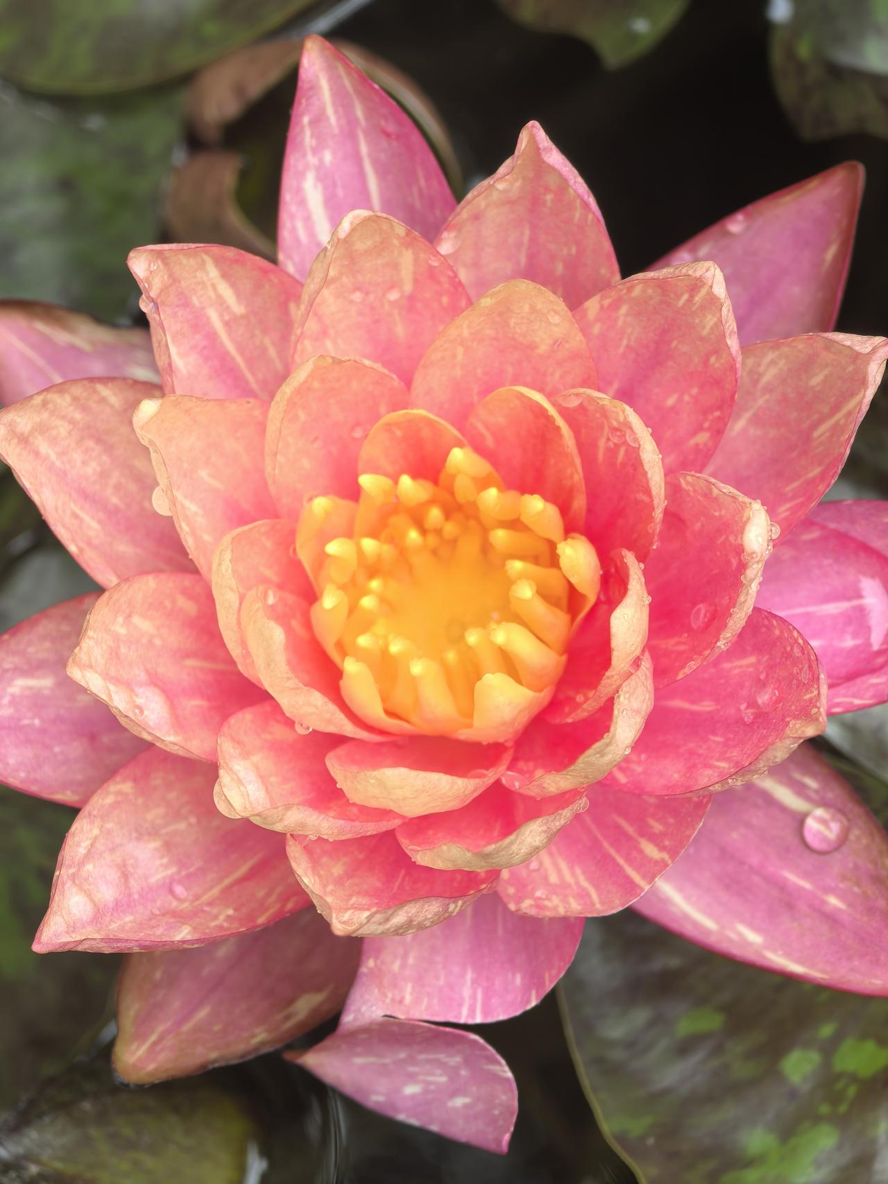 万维莎睡莲，
好运“莲莲”。

莲花盛开的时节 莲花圣洁干净 莲花好美景 莲花盛