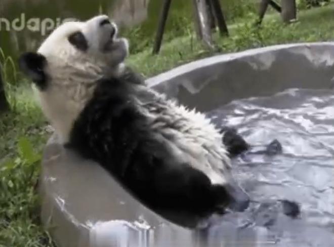 萌三少松弛感拉满惹人爱？刚发行的熊猫纪念币，入手不亏！

日前，在泳池里“泡ji