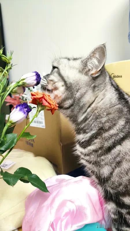 生肖鼠发财致富靠的是“精明嗅觉+稳扎稳打”。他们就像装了“商机雷达”，能捕捉小众