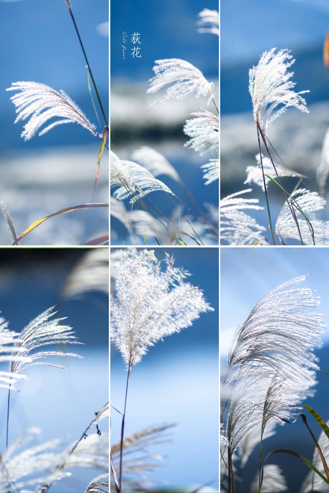秋白——荻花风舞|11月你好