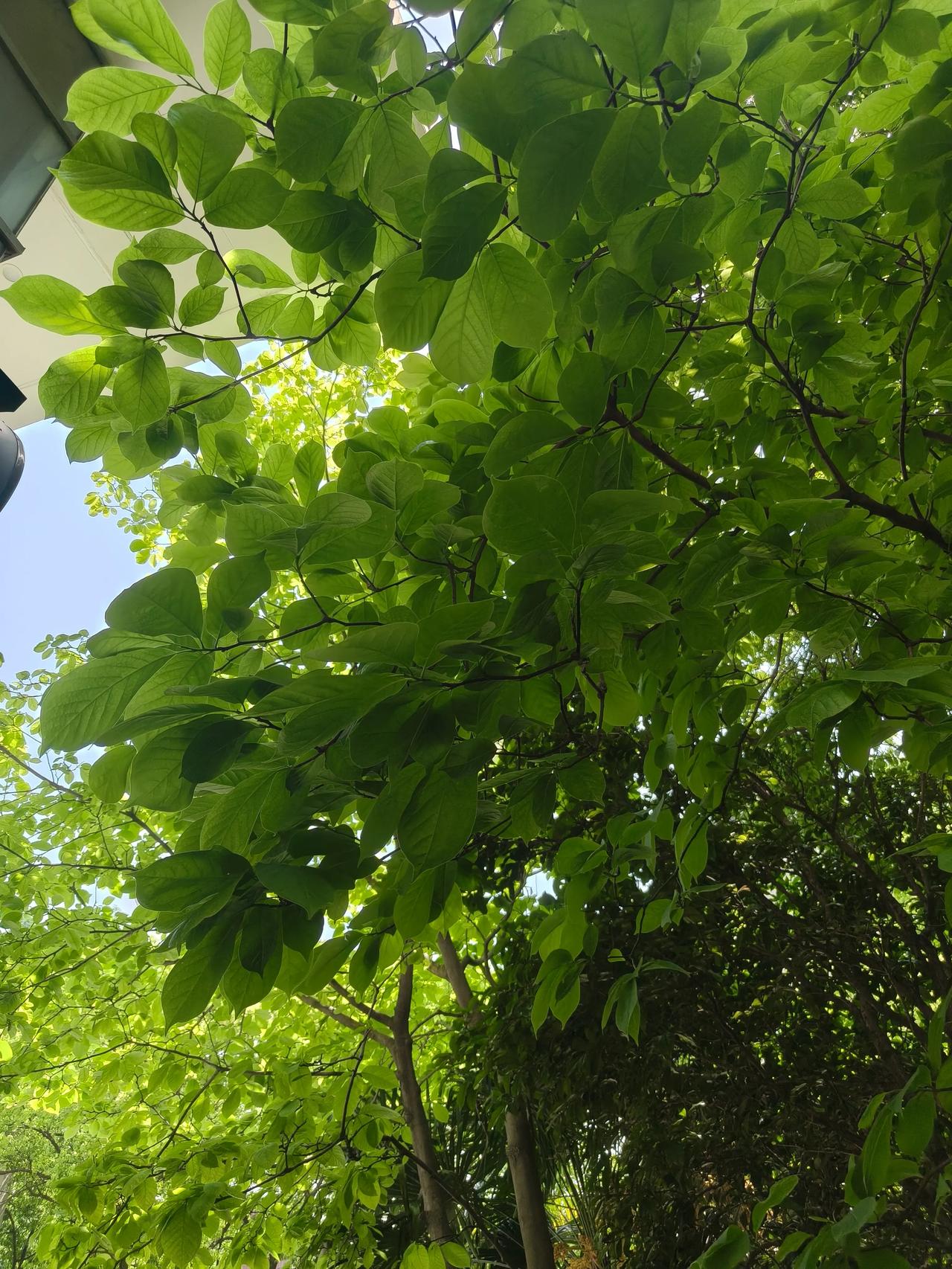 春和景明，春暖花开
春意盎然，春色撩人
草长莺飞，繁花似锦
春色满园，春光明媚