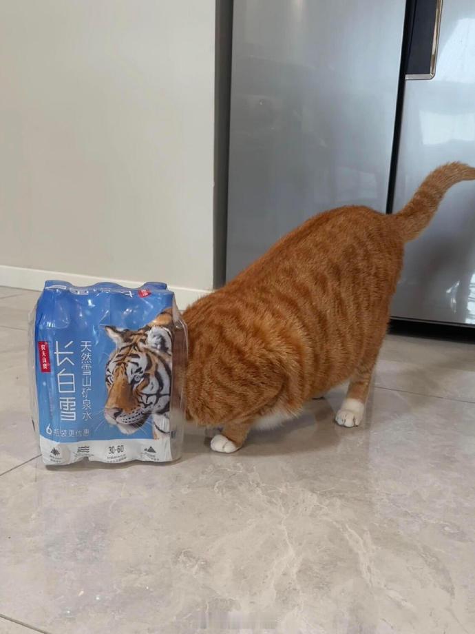 求助，家里进老虎了怎么办 ​​​