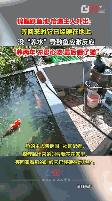 真是造化弄人！云南蒙自，一男子临时有事外出，不料，池塘中一条养了 2 年的锦鲤突