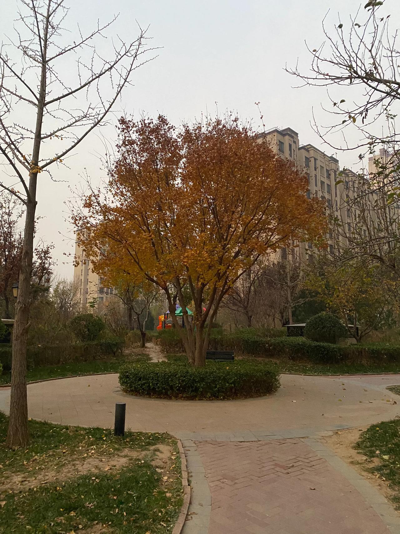 面对满园黄叶，此情此景作破诗一首

春天刚到冬又至
虚度一年又一年
昔日年少不知