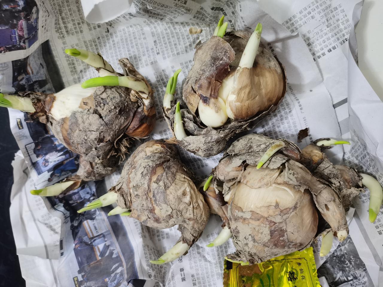 新的一批水仙已到货，
            雕刻时手抖，
          