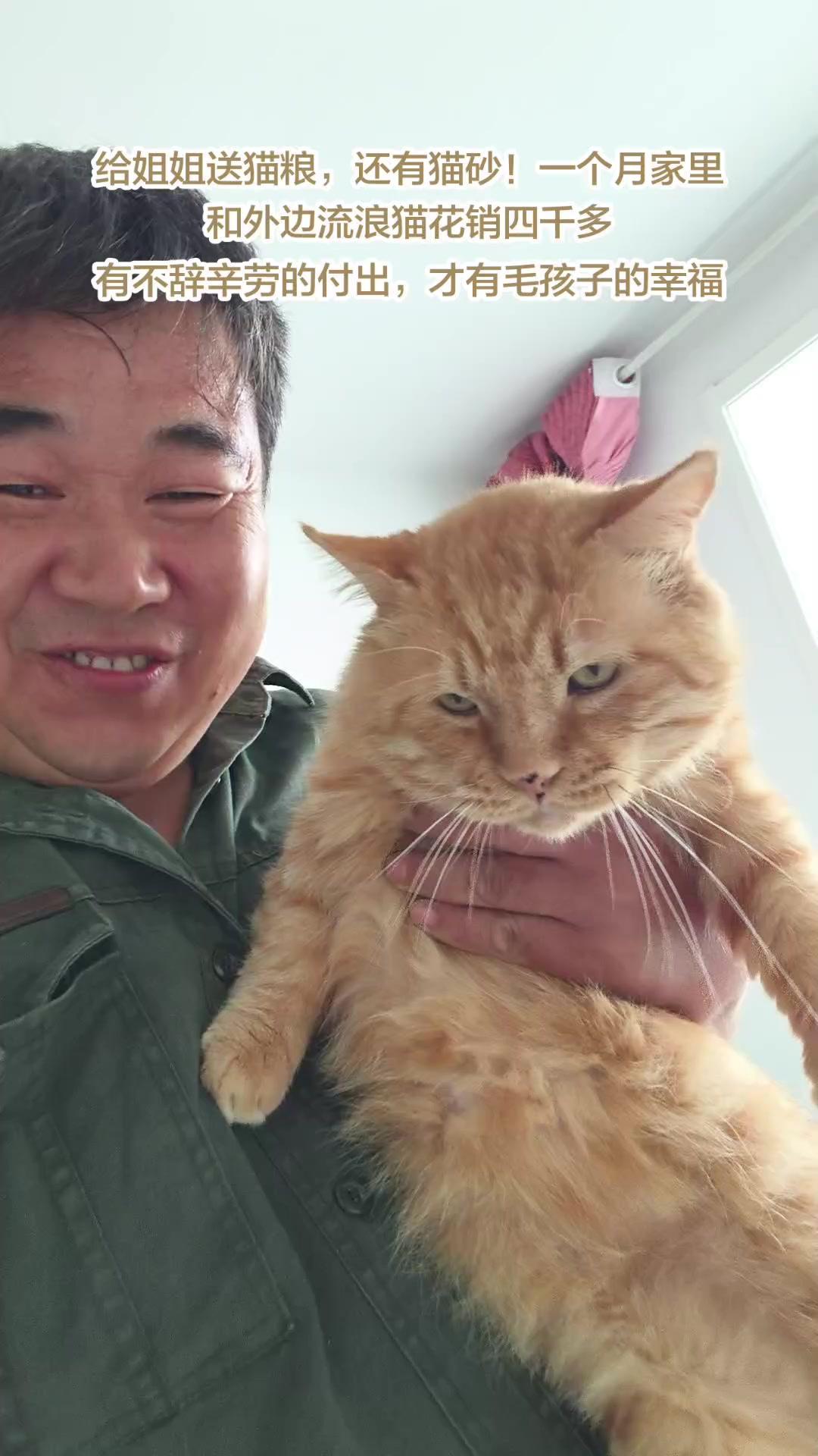 💔姐姐放弃城市生活，为流浪猫在农村盖起温馨小窝，每月4000元的开销也甘之如饴