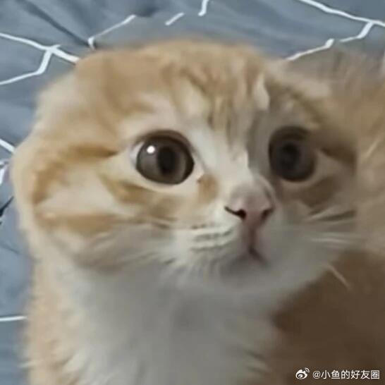 雪饼猴去象牙山给长春长脸了雪饼猴从长春火到象牙山了雪饼猴这次真的出息了，从长春一