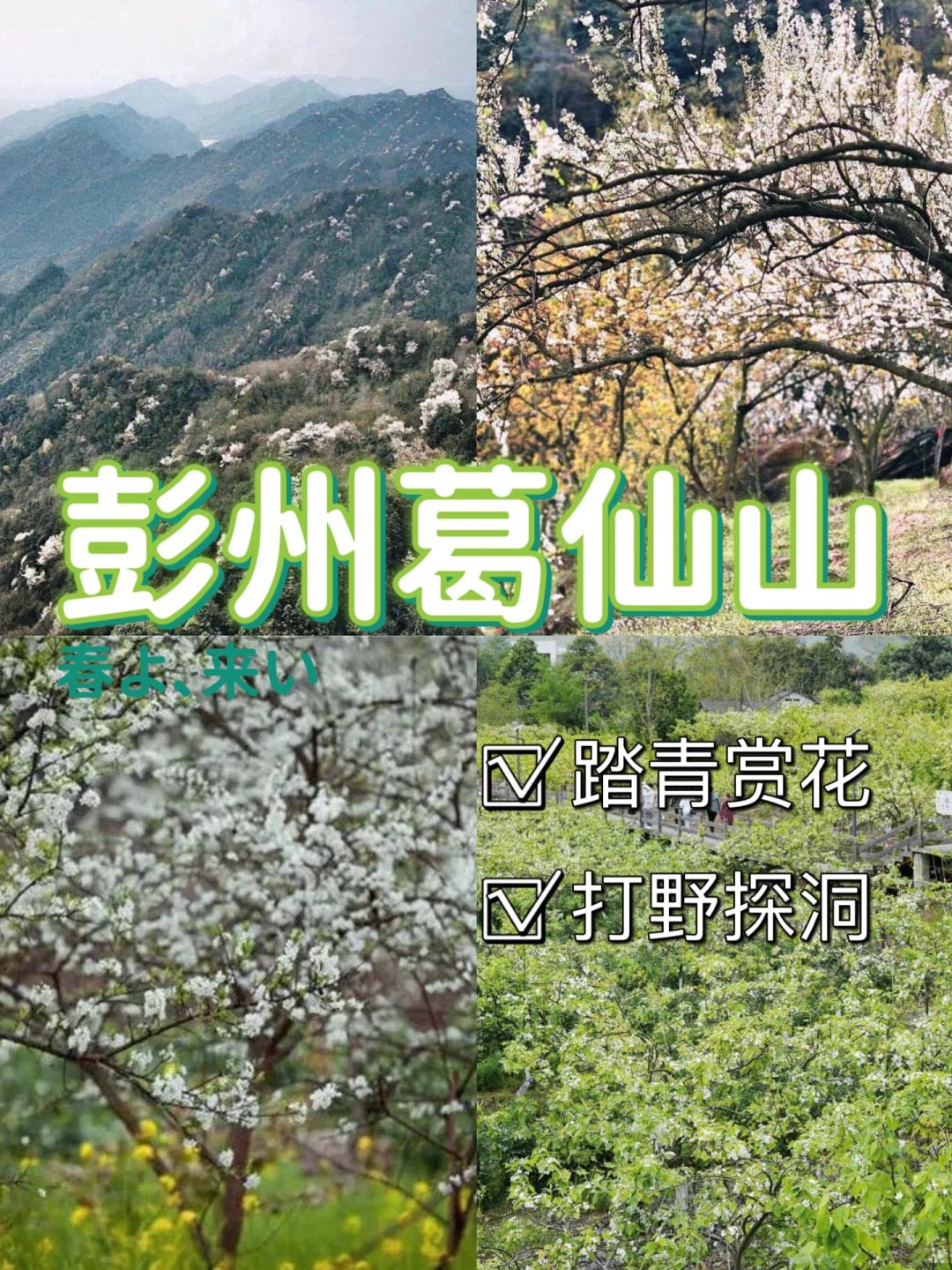 成都周边❗️葛仙山踏青赏花挖野菜徒步路线