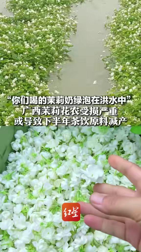 你喝的那杯茉莉奶绿，背后是一片泡在洪水里的花田。广西横州花农马女士看着花田被淹，
