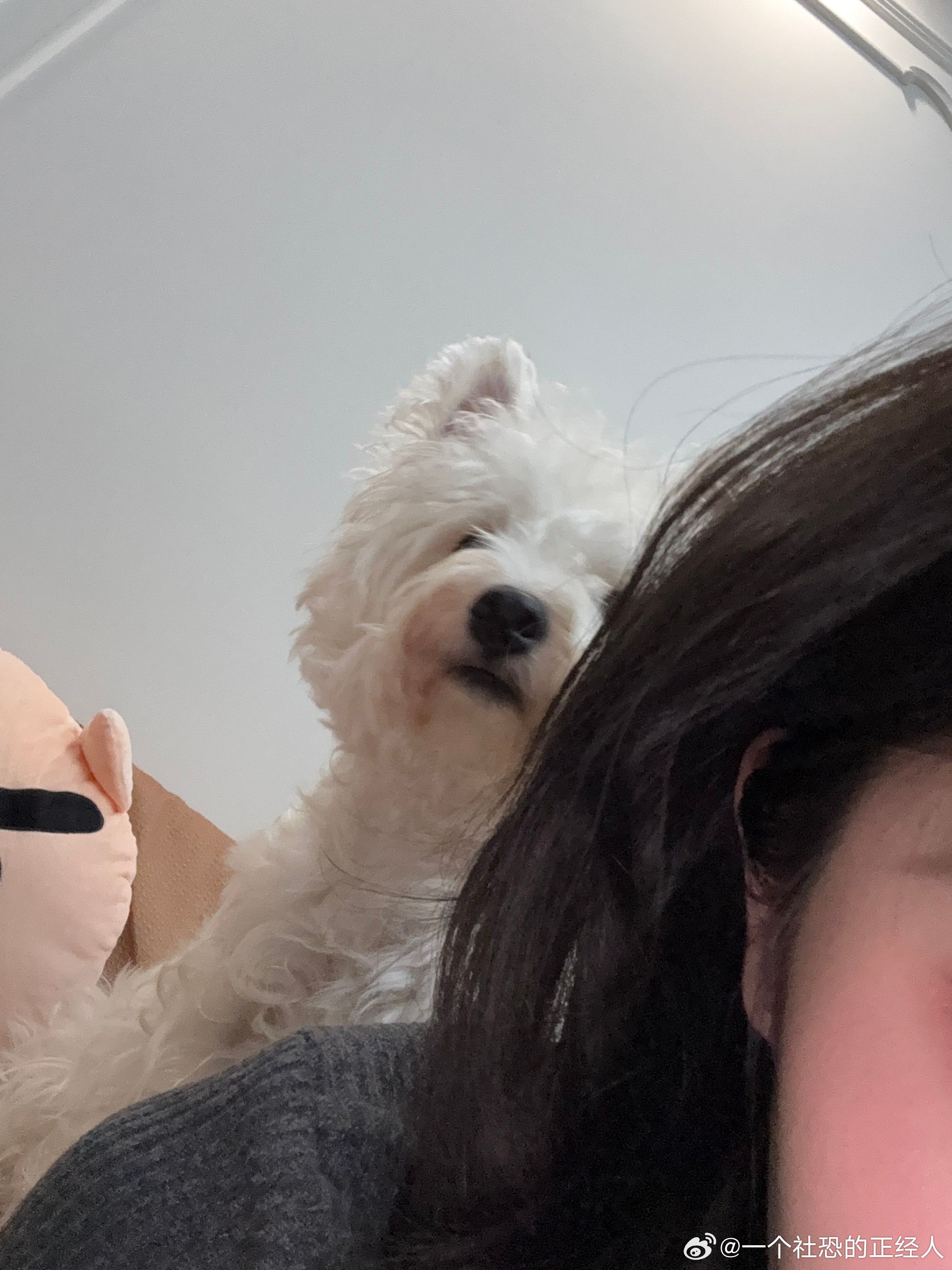不呆坐在妈妈边上陪着妈妈的小呆🐶 