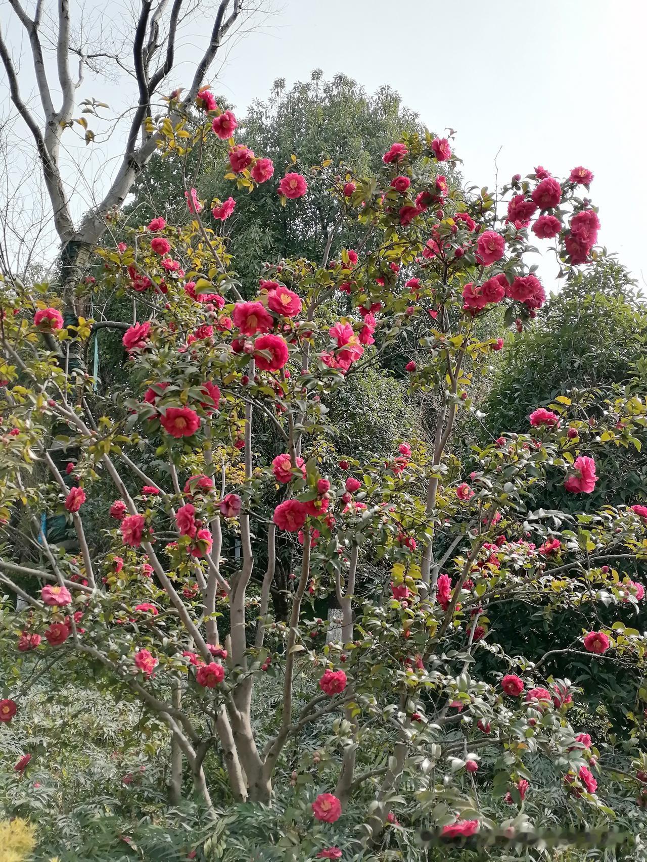 分享一张你相册的拍的花