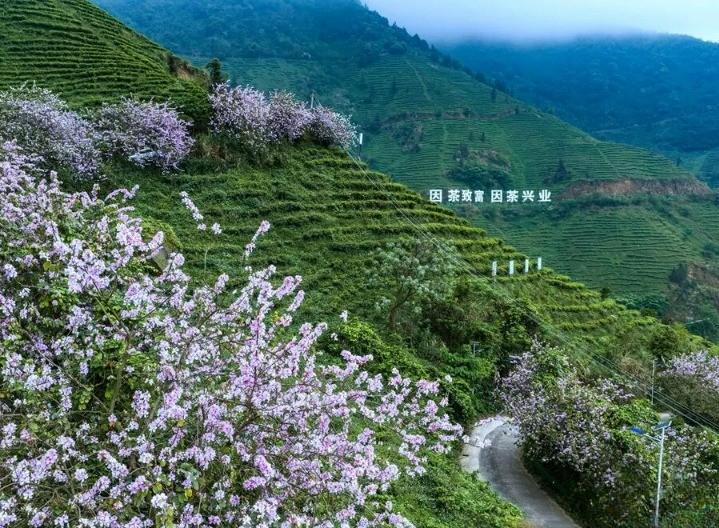 【一杯兴业茶，品出千年岭南情】
兴业茶的历史可追溯至南宋绍兴三十二年（1162年