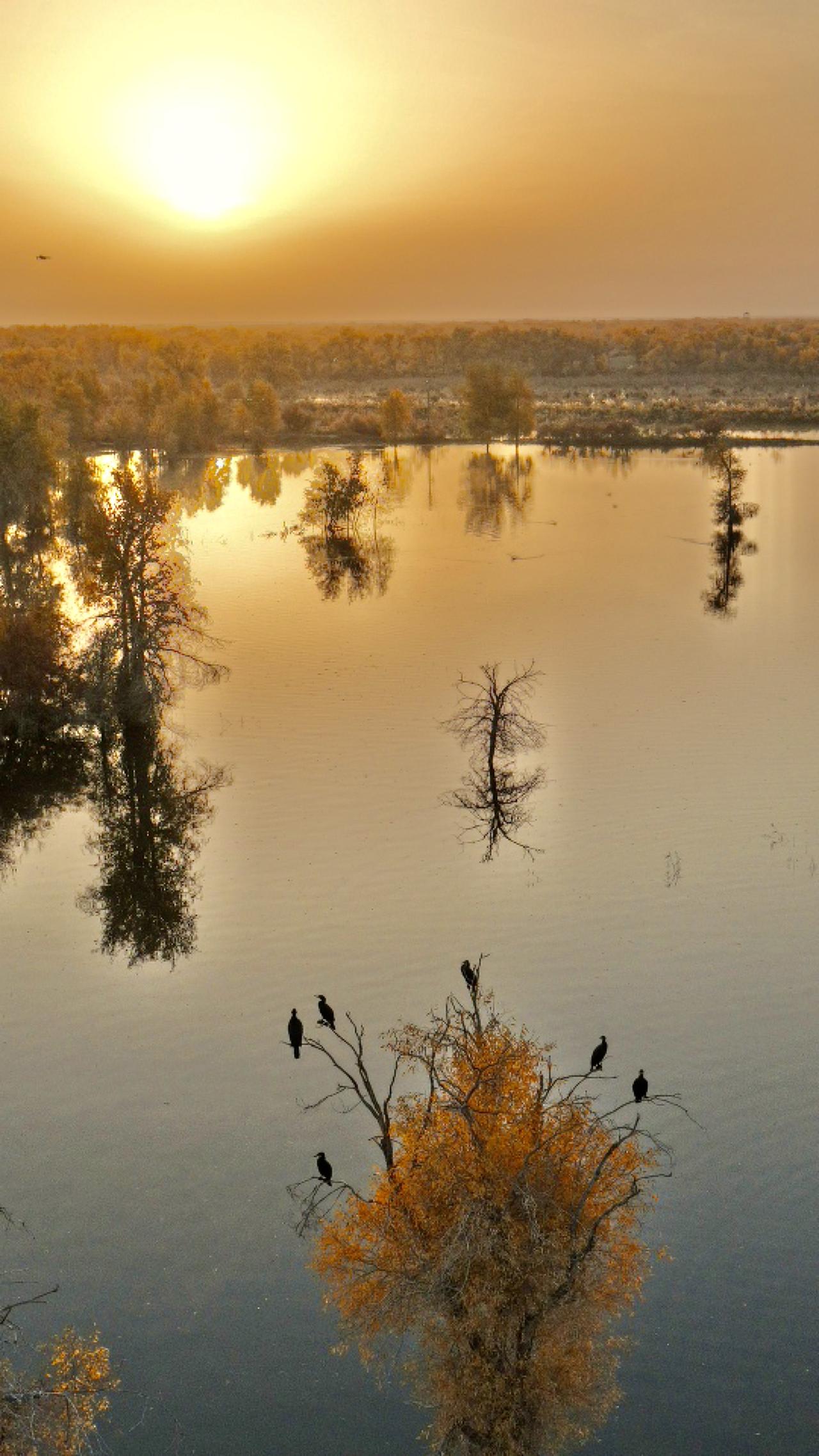 秋天的胡杨林太美了