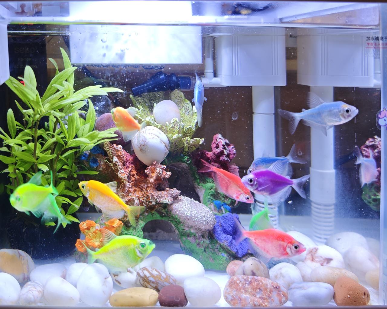 我的小缸日常：天使鱼和它们的彩色世界✨
 
今天终于把鱼缸的造景微调完了，看着这