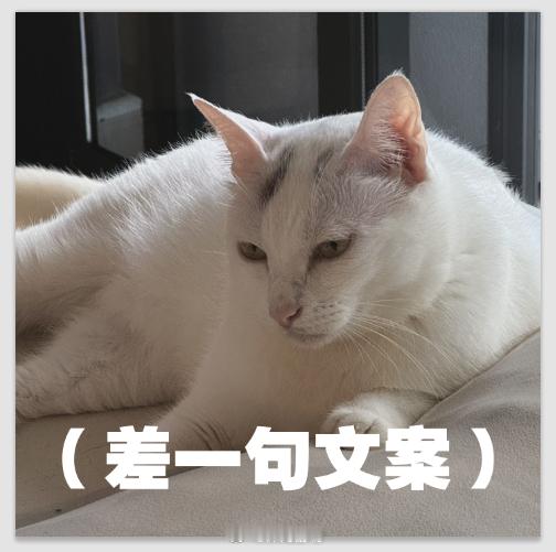 给这个表情包配一句文案 