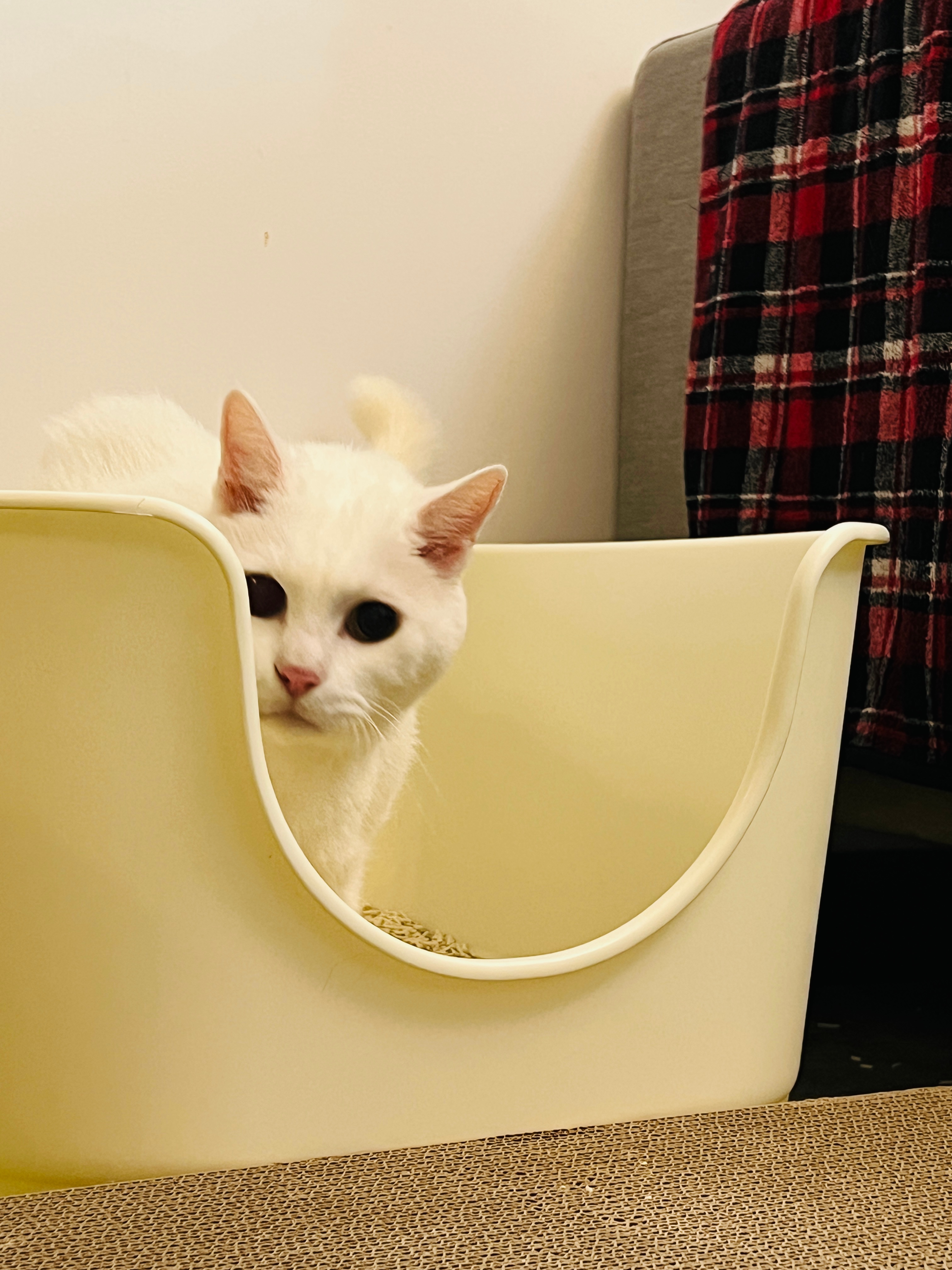 可愛連拍，我的老吉☺️ ​​​