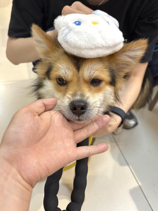我是喜欢看小狗不高兴