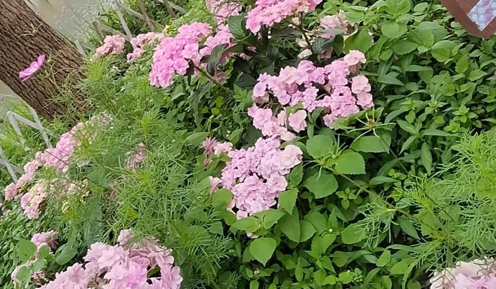 我把钓竿支在草坡上，线垂进漾着碎光的河面。鱼漂轻晃时，余光里的绣球还在颤，粉白的