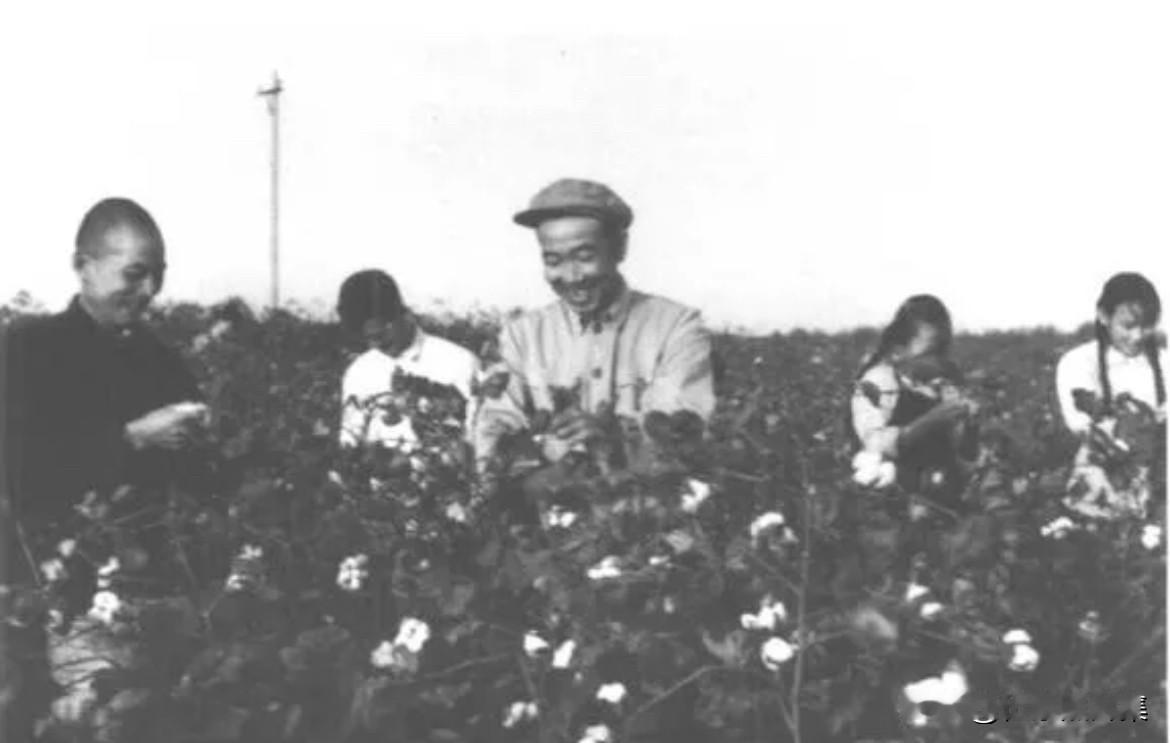 1965年秋，时任湖北省委第一书记王任重在孝感县金星大队拾棉花的场景。在1964