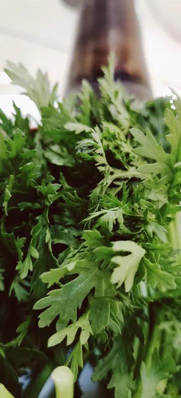 吃芹菜,到底要不要掐掉叶子? 吃芹菜，到底掐不掐叶子，这事儿还挺有争议。我以前一