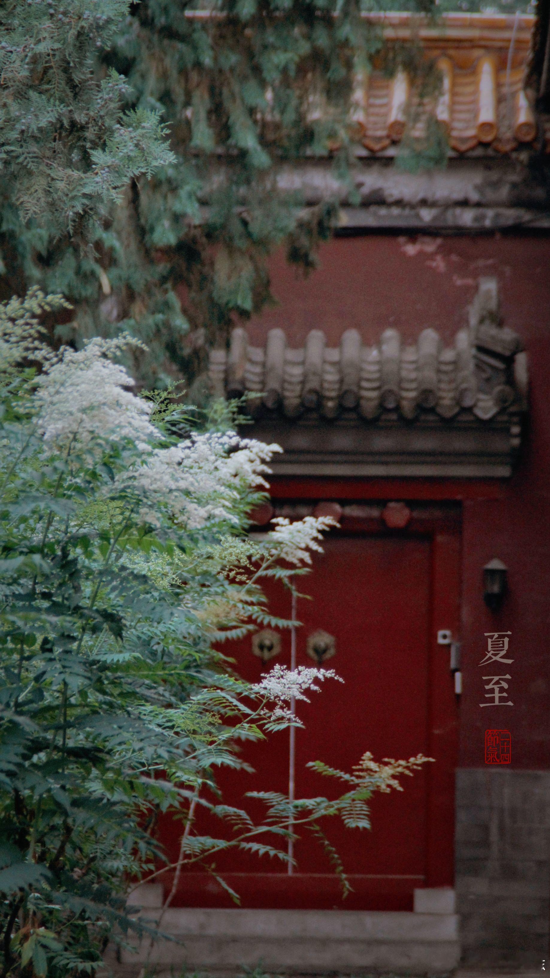 夏至·北京中山公园摄影​​​