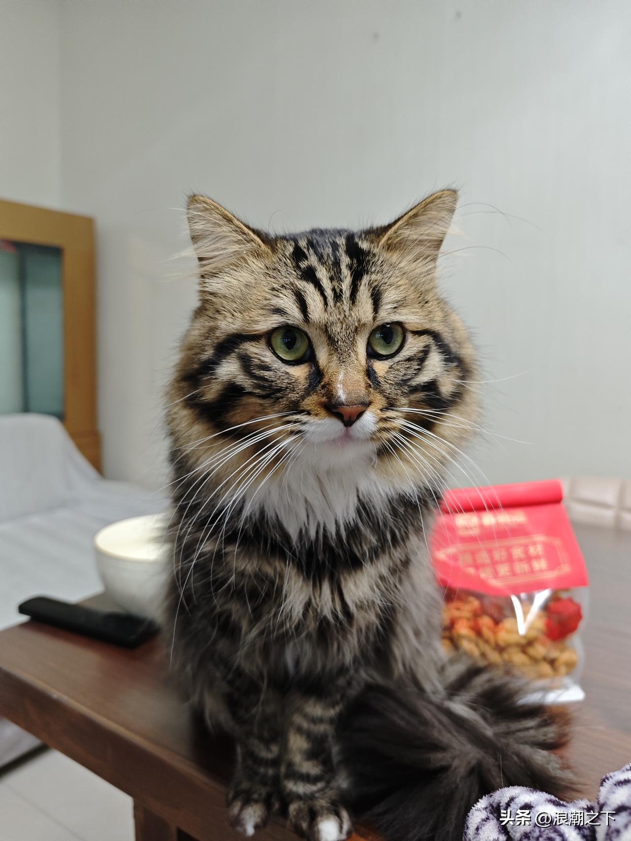 发一张图片看看你们家的猫