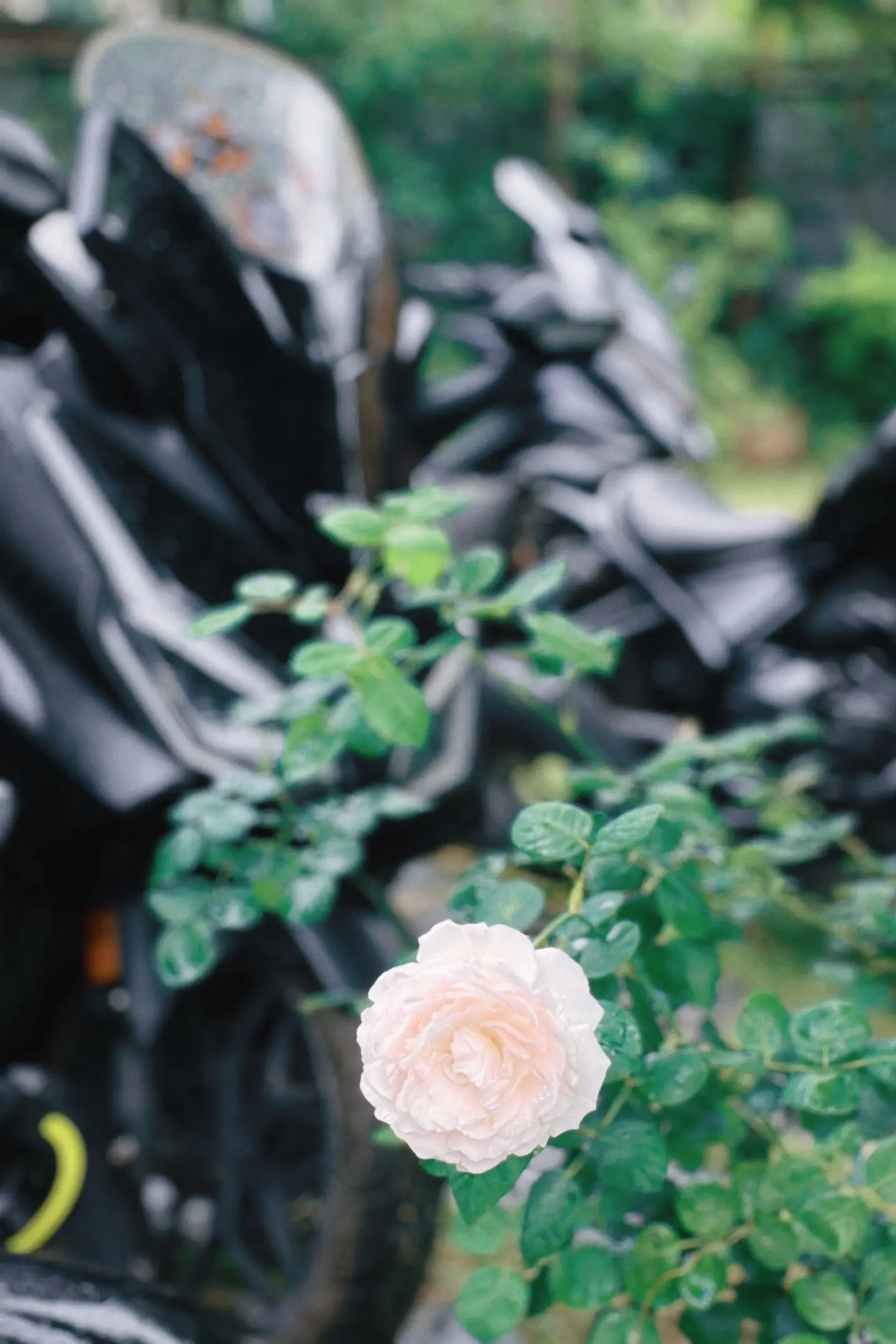 园植花钱不要紧，还能等漫长时间，还不一定能长成你想要的感觉