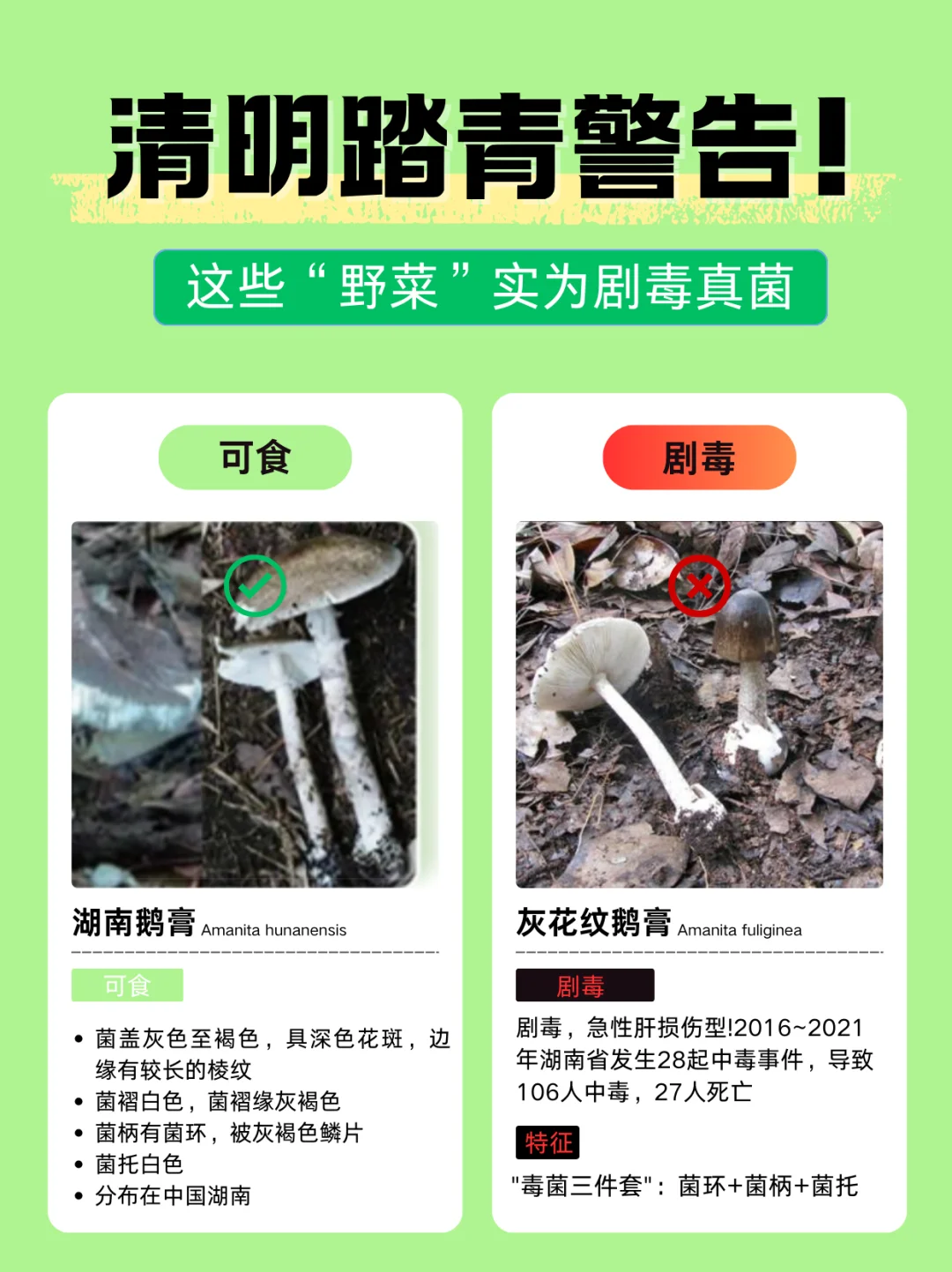 清明踏青警告！这些“野菜”实为剧毒真菌