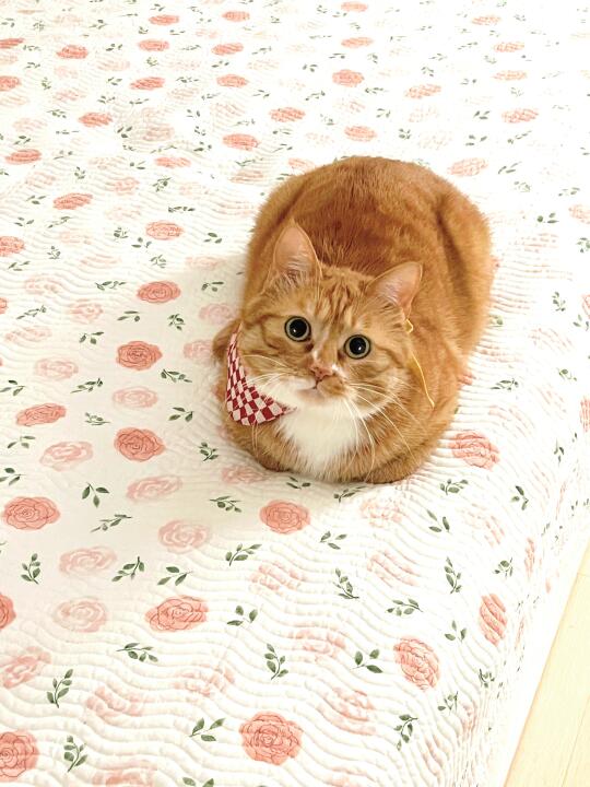 委屈的缩成一小小一团