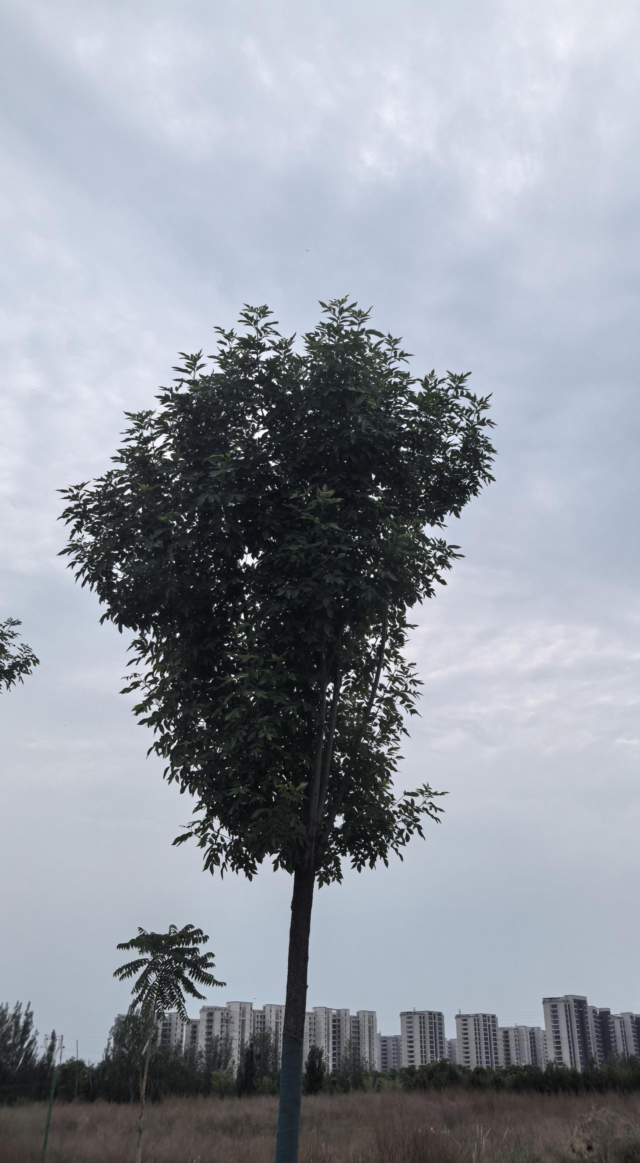 城市绿意盎然，高楼林立间的一抹生机。