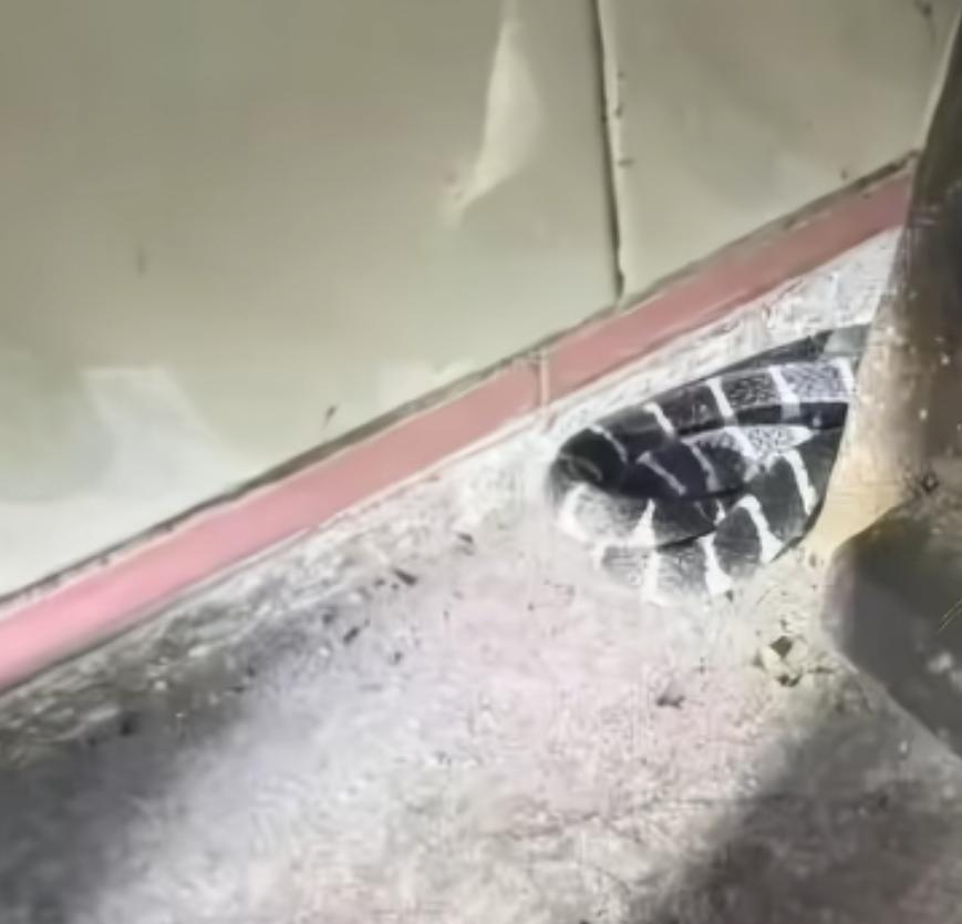 家中进剧毒银环蛇，而且还被咬了，要不是消防员细心，当事者根本不知道，自己被咬了，