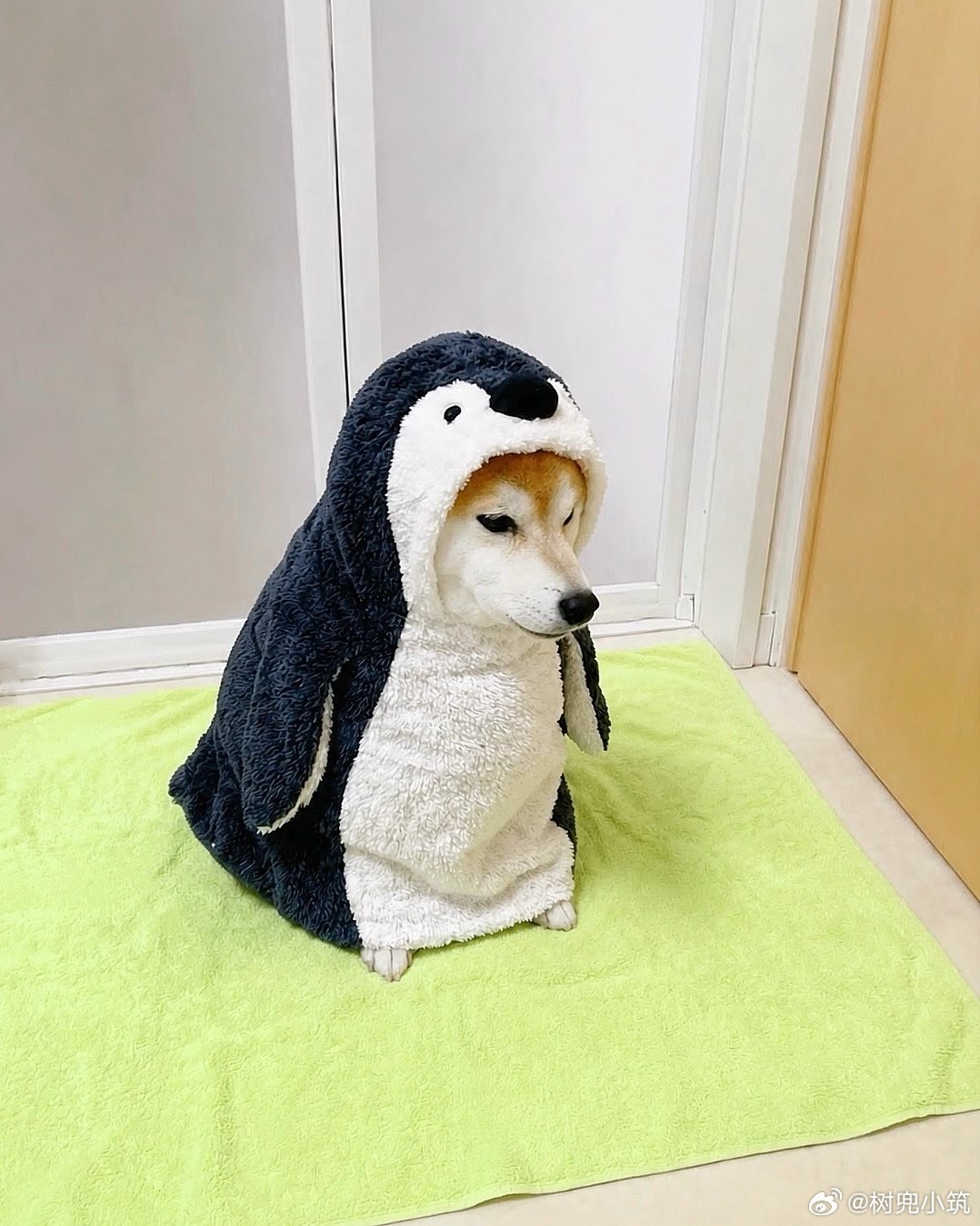 【 刚洗完澡的柴柴 】 