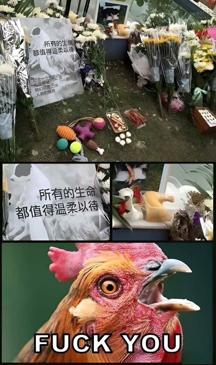 主播虐狗摆拍引流骗250多万买豪车无孩爱猫是这样的