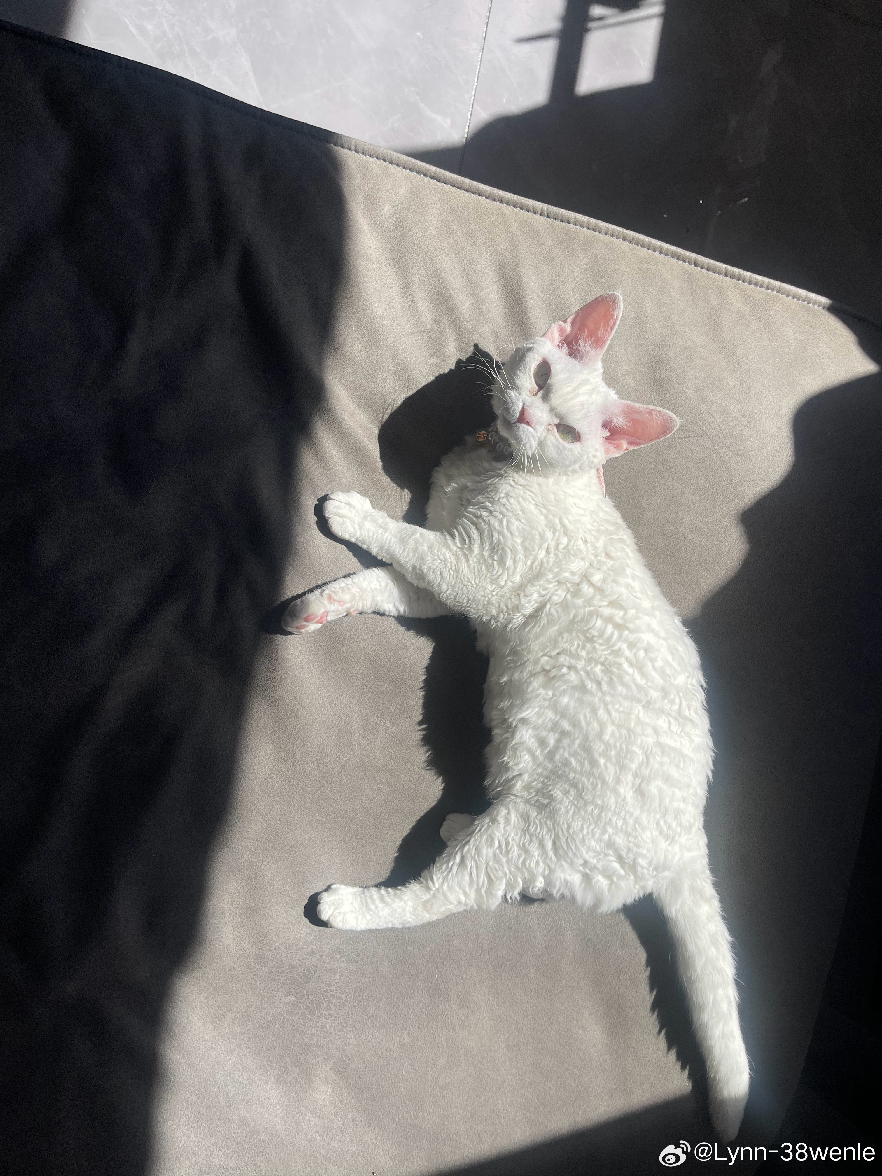 被猫毛扎进肉里的概率不为零小猫胡子可硬了 