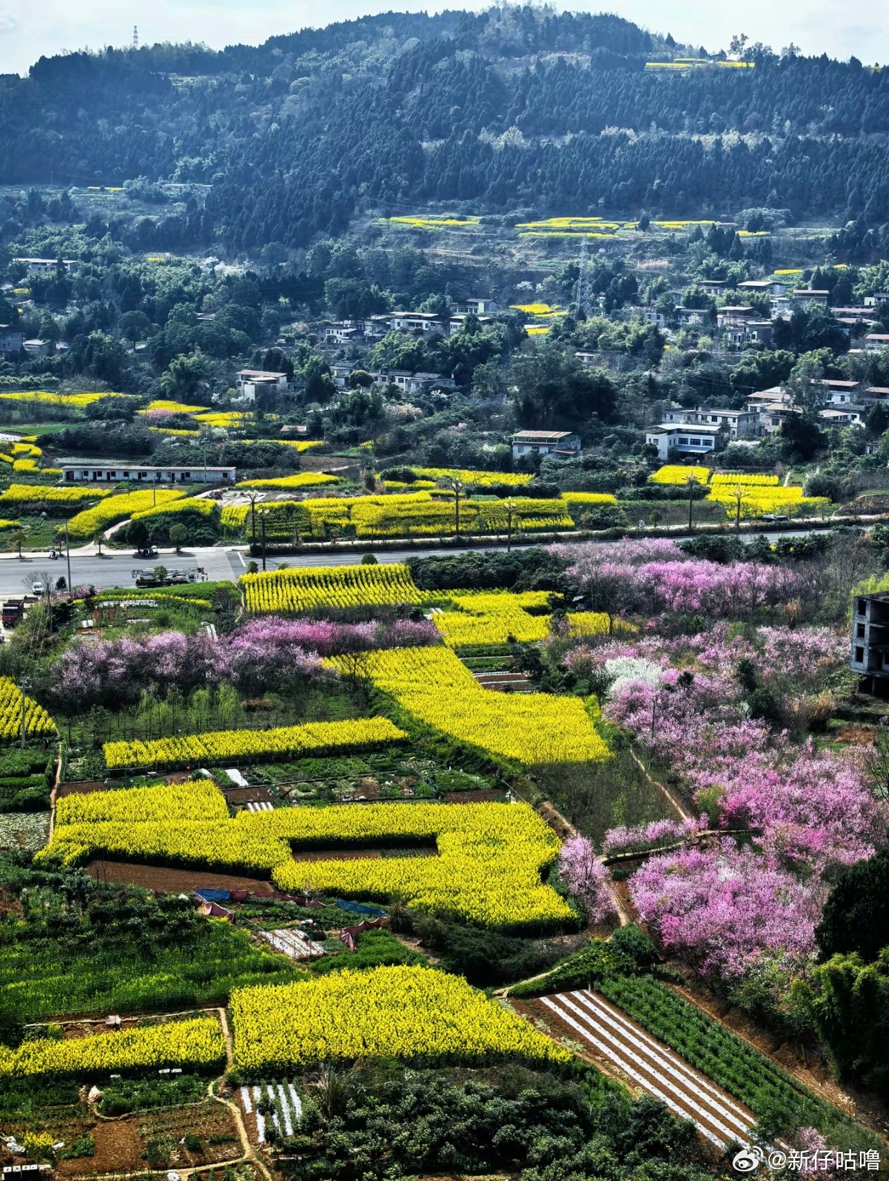 今天走路KPI完成啦✅一路走在嘉陵江边，满眼都是春天的颜色。脚下是铺得像金子一样