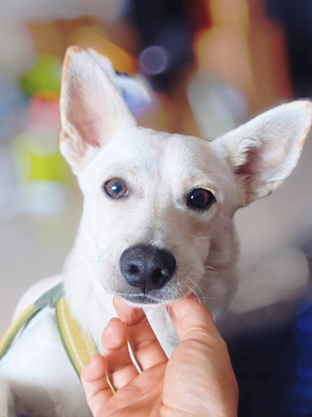 小土狗就是最标志的不接受反驳✋