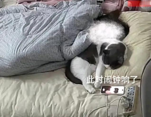 你就放心睡，闹钟给你关了，猫咪关闭闹钟害主人睡过头迟到十多分钟，
视频中闹钟响了