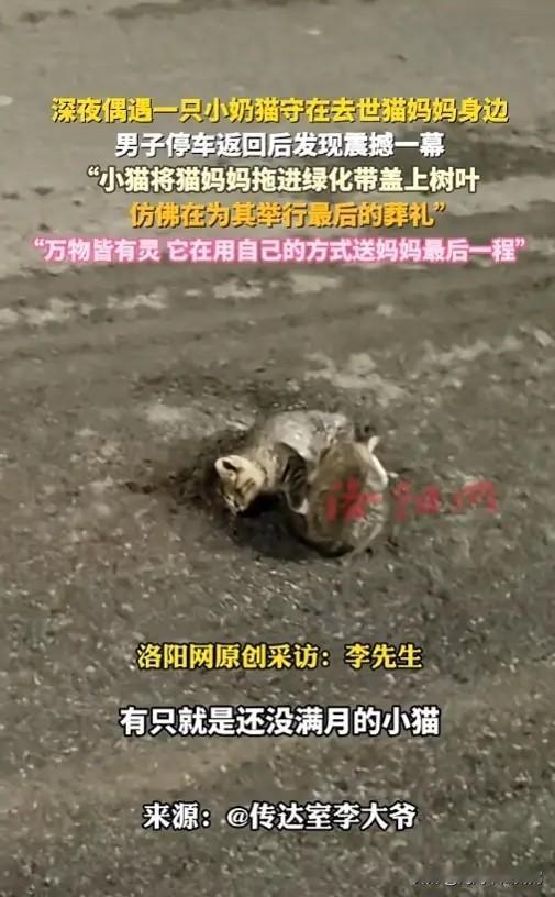 “看哭了！”近日，北京，一男子凌晨回家时，发现有只小猫守在去世猫妈妈身边，当他停