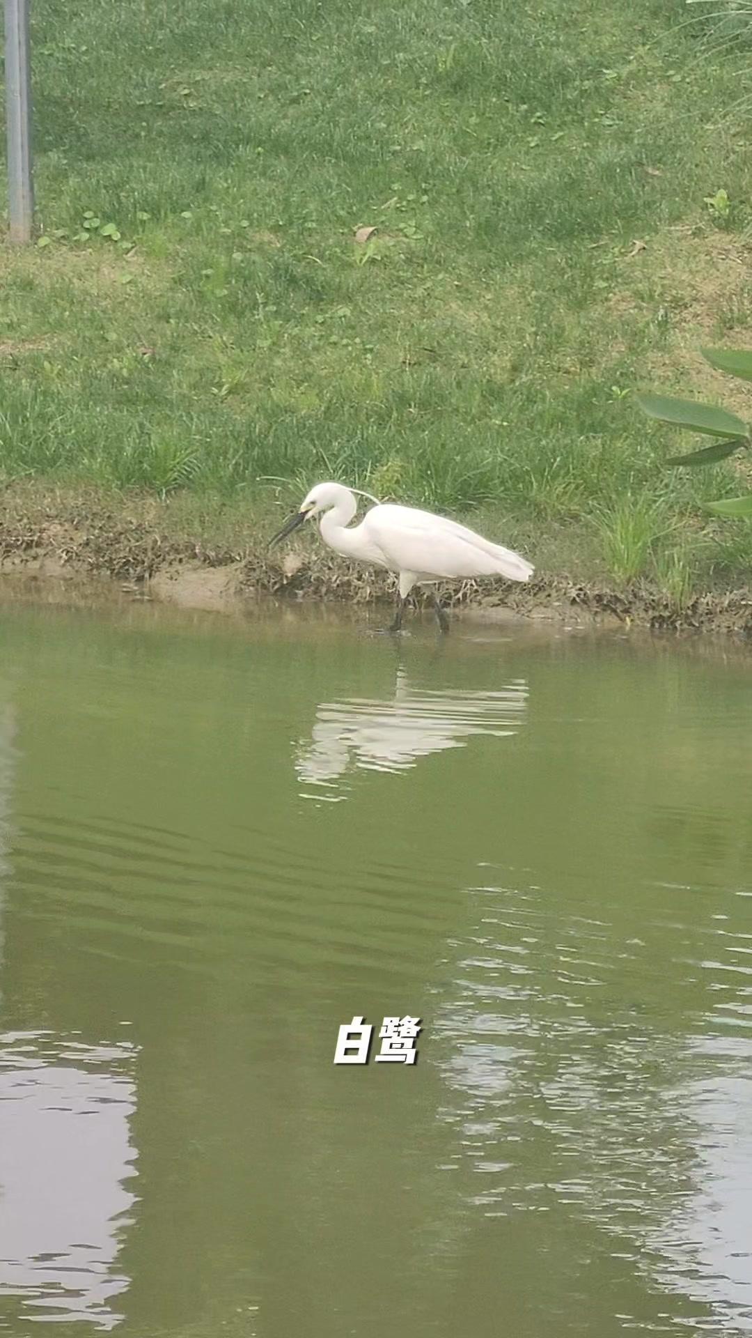 1️⃣白鹭是鹭科白鹭属的一种鸟类，常栖息于湖泊、沼泽地和河流中，以鱼、虾等水生动