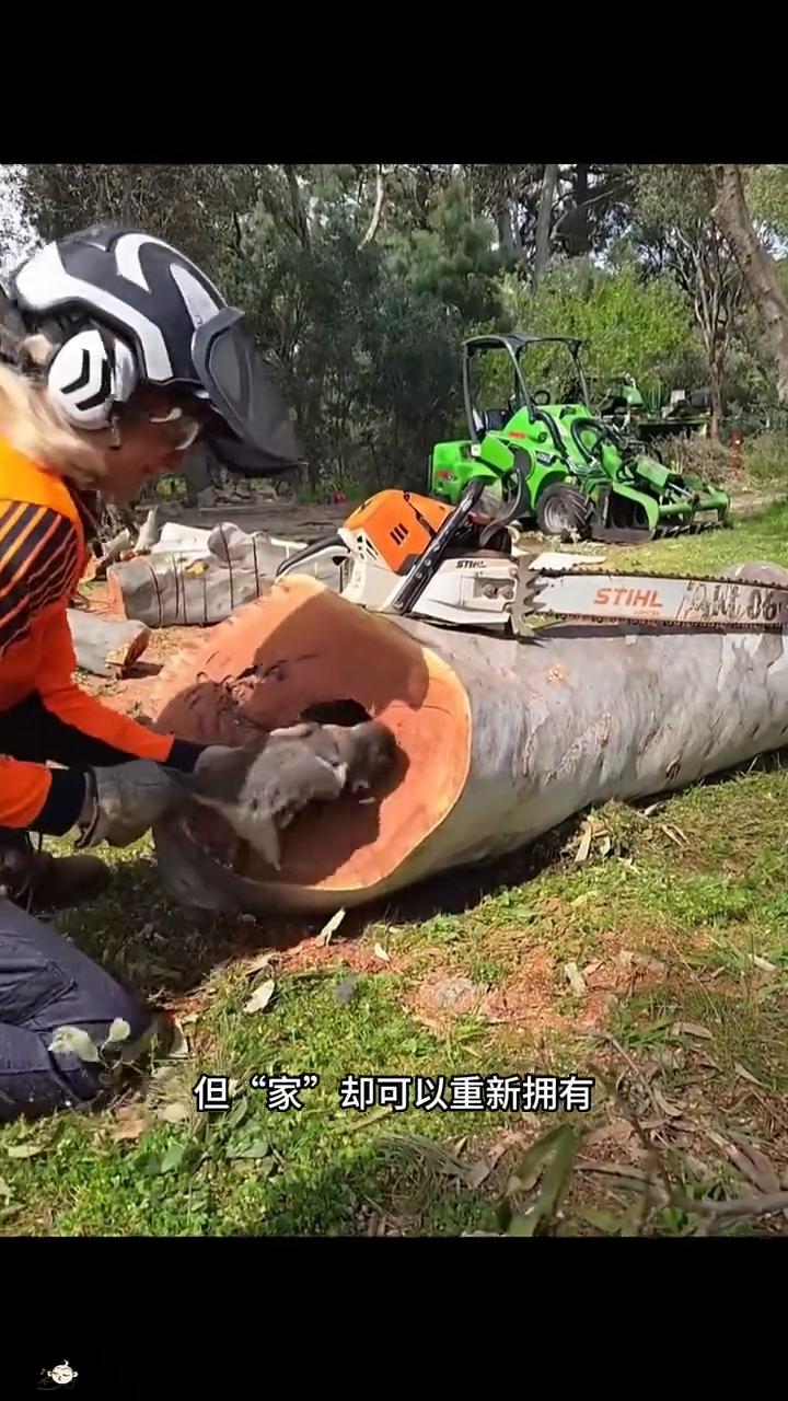 女子伐木时意外损坏了几只婴猴的家，她本想将婴猴拉出树洞救助，可小家伙却拼命抱住树
