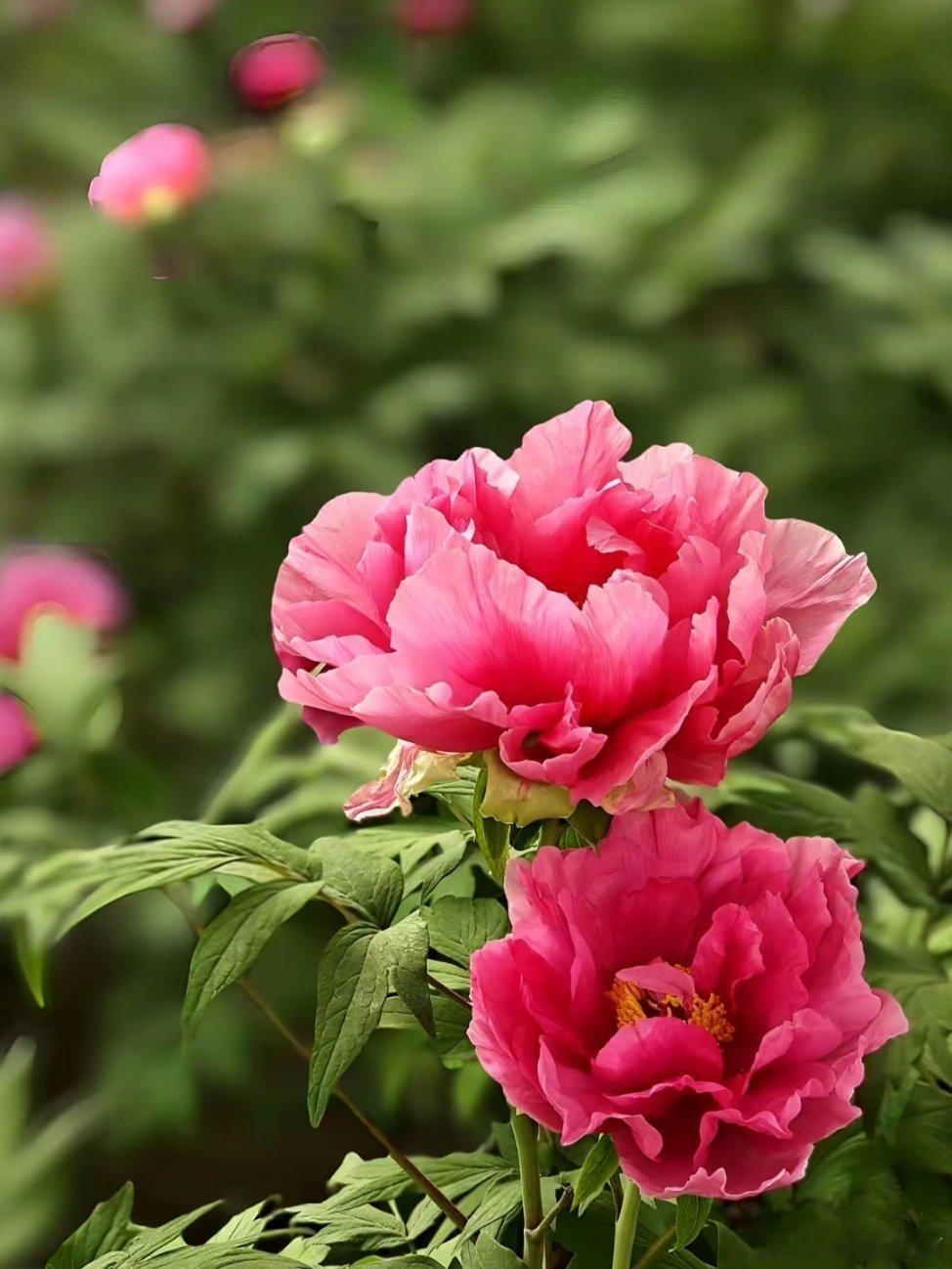 哲思呓语：不要替任何人做决定，成了，你不一定有功，败了，你绝对有错。晚上好情感语