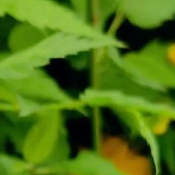 种植 🥀棣棠花的种植技术1、土壤：棣棠花种植地应选择温暖湿润的、土壤要求松软、