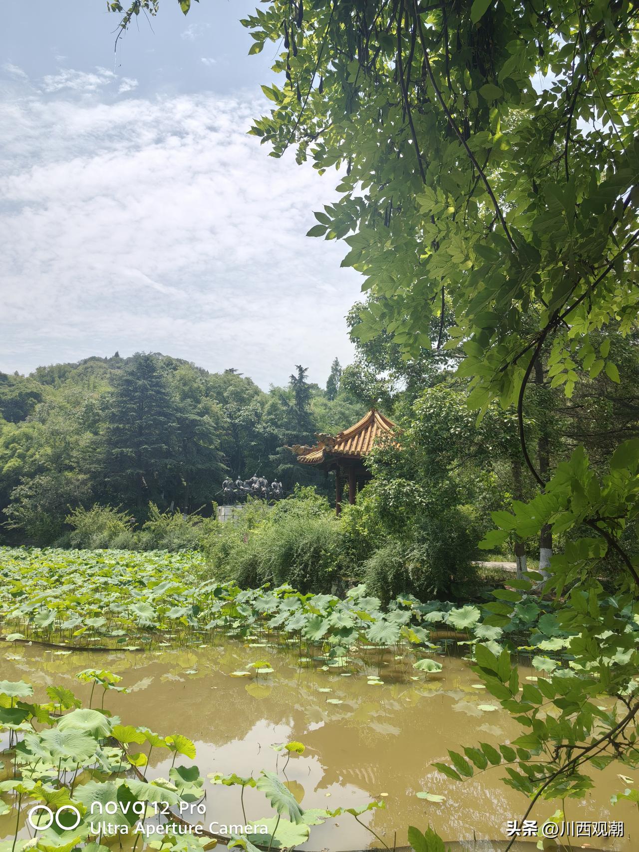 芒种首日高温袭城 6日夜间起绵阳迎来明显降雨
 
 时值芒种，正式迈入仲夏时节，