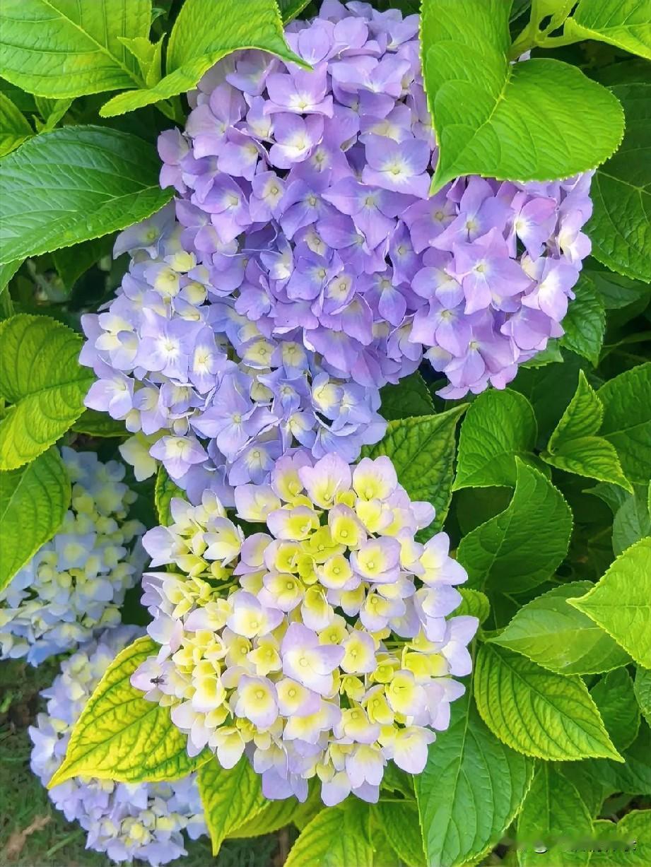 团圞叠翠映晴光，万紫千红缀夏长。
不与群芳争艳色，自成风月满庭香。
每一年夏季，