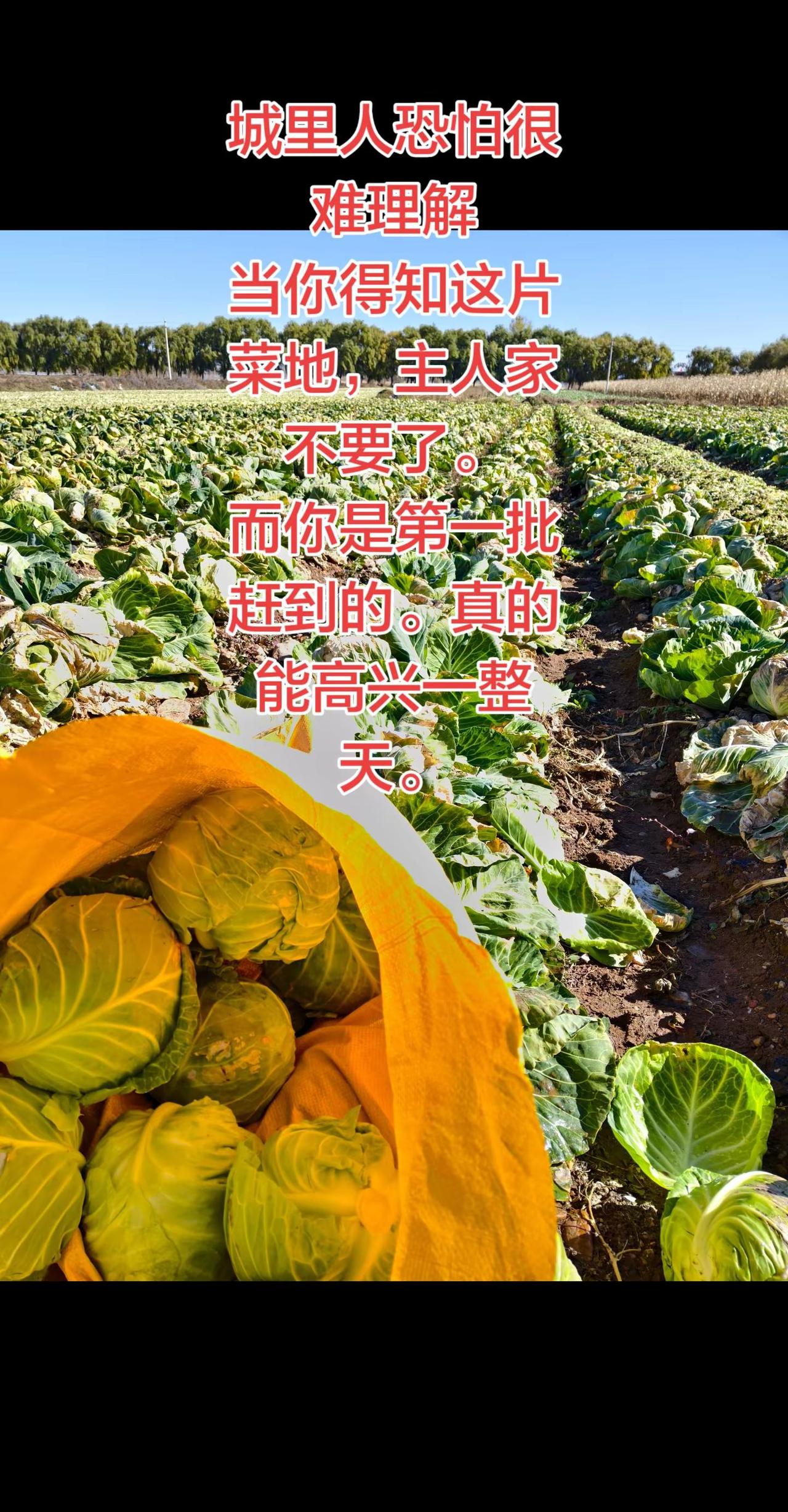蔬菜自由